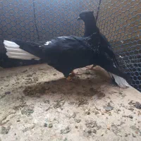 کفتر گراف دم سفید آلمانی بزک سینه مشهدی ساده