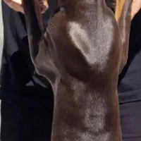 سگ زرنگ