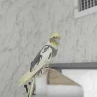 یک عروس هلندی سخنگو