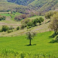شراکت در کاشت خیار گوجه و غیره