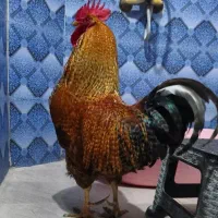 خروس محلی درشت