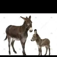 شیر الاغ و عنبر نسا