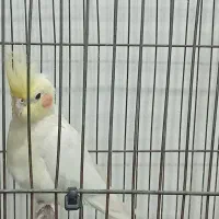 عروس هلندی