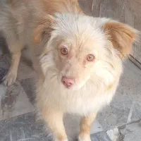سگ پامر