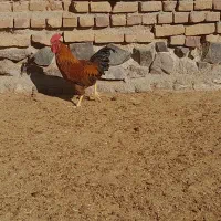 خروس محلی