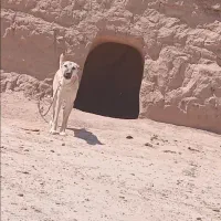 سک گله|سگ|صالح آباد (خراسان), |دیوار