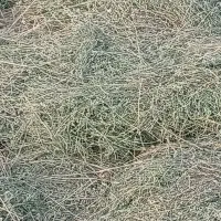 بیده یونجه