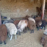 فروش بره شیشک قوچ