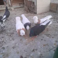 کبوتر زاغ مایدم کمر بالا