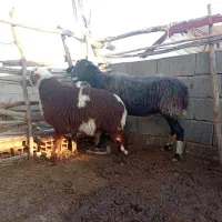 گوسفند بره دار