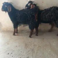 جفت کعره نر حراج