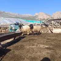 سلام وقت بخیر فروش دو عدد شیشک قوچی داشتی