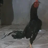 خروس لاری