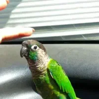 پرنده رام و دستی سخنگو قابل معاوضه