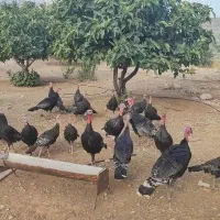 بوقلمون برنز آمریکایی