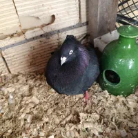 کبوتر مشکی کاکولی|پرنده|لاهیجان, کوی زمانی|دیوار