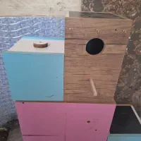 لونه مخصوص طوطی سانان