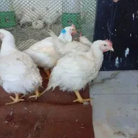 حیوانات مزرعه