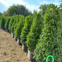 فروش انواع گل و گیاه به صورت عمده|خدمات باغبانی و درختکاری|رامسر, |دیوار