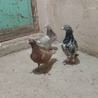 کبوتر کوهی