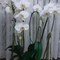 گل ارکیده طبیعی