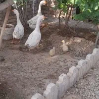 فروش قوغاز نروماده ومرغ تخم گذاررسمی جوان|حیوانات مزرعه|ساوه, |دیوار