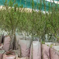 نهالستان پالیز تولیدکننده انواع بادام گلدانی دیرگل