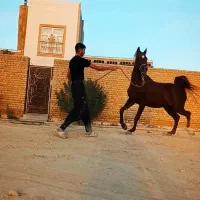 اسب|اسب و تجهیزات اسب‌سواری|کبودرآهنگ, |دیوار