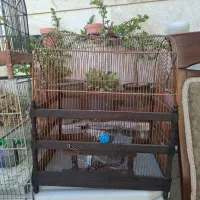 چهار عدد قفس سهره آنتیک