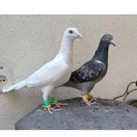 ماده المانی سبزپولیکی ساراوقون