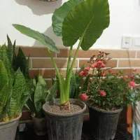 گیاه بابا آدم