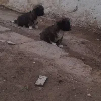 واگزاری توله افقان از اصل خت خون بالا