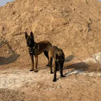 مالینویز|سگ|ماهدشت, |دیوار