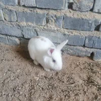 خرگوش نر جرسی امریکایی بالغ