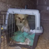 سگ آپارتمانی