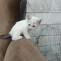 بچه گربه