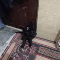 توله ژرمن بلک ماده|سگ|بم, |دیوار