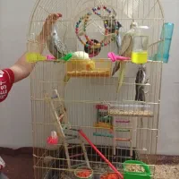 عروس هلند