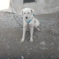 سگ پاکوتاه