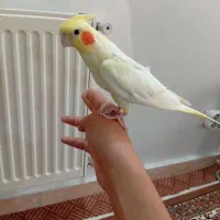 عروس لوتینو