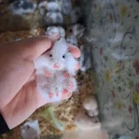 همستر یک ماه کمپل خوکچه