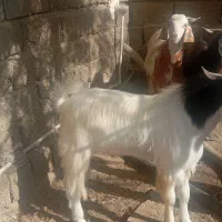 پاچن|حیوانات مزرعه|چابهار, |دیوار