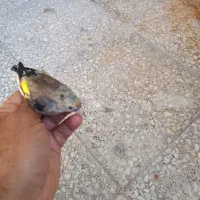 سهره نیم رنگ جوجه خرم آبادی|پرنده|شهرضا, |دیوار