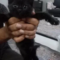 گربه کوچلو|گربه|مشهد, کوشش|دیوار