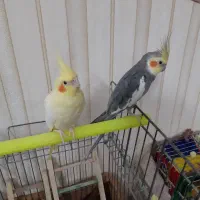 1جفت مولدخوب جوجه دوس وجوجه بزرگ کن|پرنده|قم, انصار‌الحسین|دیوار