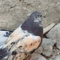 کبوتر|پرنده|دامن, |دیوار