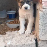 ماده خراسانی همراه یه توله ماده