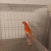 یک جفت قناری رد فاکتور سرخ اورجینال|پرنده|هشتگرد, فاز ۷ مهستان|دیوار