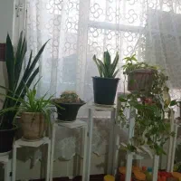 پایه گل