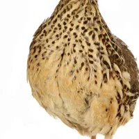 بلدرچین ۳ ماهه بالغ